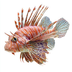 Lionfish isolated on white background.