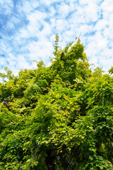 Ancient Pine Tree with Twisted Trunk and Dense Foliage, Low Angle View Against Sky, Traditional Chinese Garden Photography
