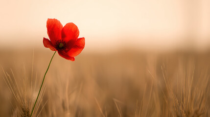 A vibrant red poppy flower bathed in golden sunset light, highlighting nature's beauty.