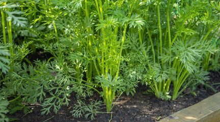 Dense carrot greens growing on a raised wooden bed