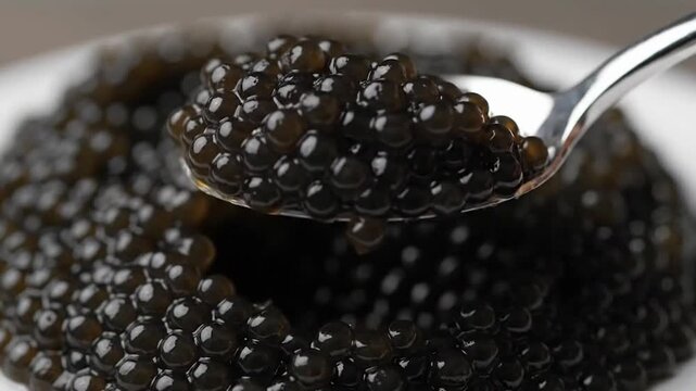 Black Caviar scooping with silver spoon. High quality natural sturgeon black caviar close-up. Delicatessen. Texture of expensive luxury caviar holding background. Slow motion