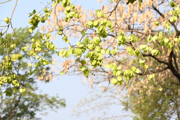 Holoptelea or Indian Elm tree. It  is a genus of deciduous trees in the family Ulmaceae. Bark and leaves are used for treating oedema, diabetes, leprosy and other skin diseases, intestinal disorders.
