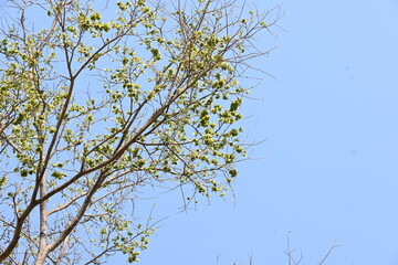 Holoptelea or Indian Elm tree. It  is a genus of deciduous trees in the family Ulmaceae. Bark and leaves are used for treating oedema, diabetes, leprosy and other skin diseases, intestinal disorders.
