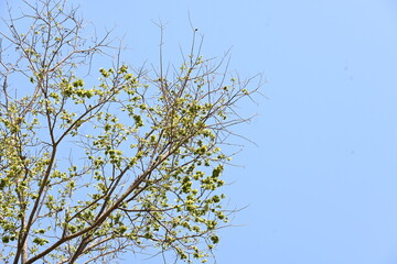 Holoptelea or Indian Elm tree. It  is a genus of deciduous trees in the family Ulmaceae. Bark and leaves are used for treating oedema, diabetes, leprosy and other skin diseases, intestinal disorders.
