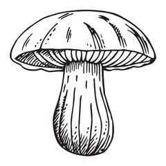 Hand drawn sketch illustration of a mushroom with a bay leaf garnish on a white background