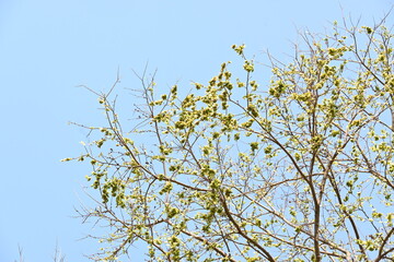 Holoptelea or Indian Elm tree. It  is a genus of deciduous trees in the family Ulmaceae. Bark and leaves are used for treating oedema, diabetes, leprosy and other skin diseases, intestinal disorders.
