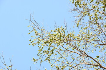 Holoptelea or Indian Elm tree. It  is a genus of deciduous trees in the family Ulmaceae. Bark and leaves are used for treating oedema, diabetes, leprosy and other skin diseases, intestinal disorders.
