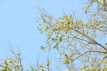 Holoptelea or Indian Elm tree. It  is a genus of deciduous trees in the family Ulmaceae. Bark and leaves are used for treating oedema, diabetes, leprosy and other skin diseases, intestinal disorders.

