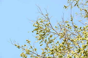 Holoptelea or Indian Elm tree. It  is a genus of deciduous trees in the family Ulmaceae. Bark and leaves are used for treating oedema, diabetes, leprosy and other skin diseases, intestinal disorders.
