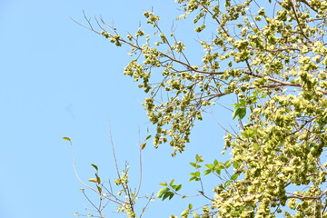 Holoptelea or Indian Elm tree. It  is a genus of deciduous trees in the family Ulmaceae. Bark and leaves are used for treating oedema, diabetes, leprosy and other skin diseases, intestinal disorders.
