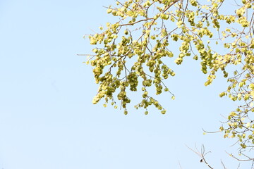 Holoptelea or Indian Elm tree. It  is a genus of deciduous trees in the family Ulmaceae. Bark and leaves are used for treating oedema, diabetes, leprosy and other skin diseases, intestinal disorders.
