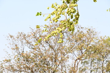 Holoptelea or Indian Elm tree. It  is a genus of deciduous trees in the family Ulmaceae. Bark and leaves are used for treating oedema, diabetes, leprosy and other skin diseases, intestinal disorders.
