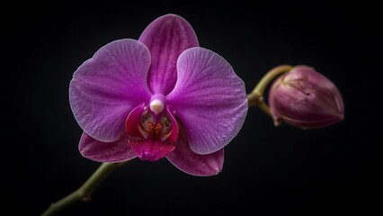Obraz premium Close-up of a vibrant purple orchid flower