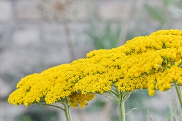 Achillea filipendulina - common names yarrow, fernleaf yarrow, milfoil, nosebleed - is an Asian species of flowering herbaceous perennial plants in the sunflower family, native to central and