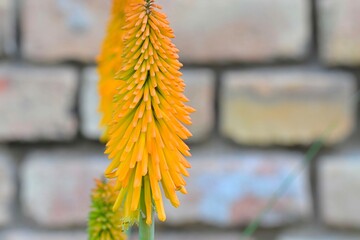 Kniphofia is a genus of perennial flowering plants in the family Asphodelaceae, first described as a genus in 1794. All species of Kniphofia are native to Africa. Common names include tritoma, red hot
