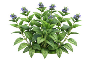 Vibrant green plant with delicate blue bell shaped flowers
