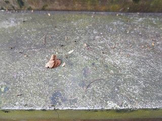Small fallen leaf rests on weathered concrete surface with scattered debris and mossy patches