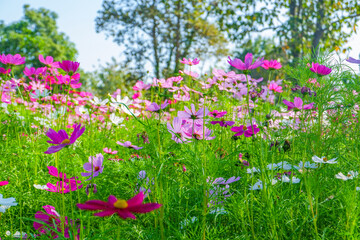 Beautiful pink cosmos flowers blooming in garden,spring season.