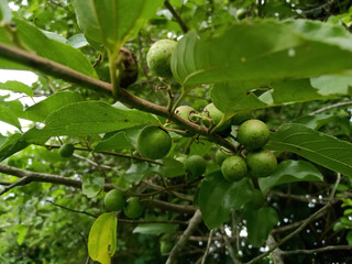 Wild Indian woody-fruited jujube, Ziziphus caracutta fruit on tree 