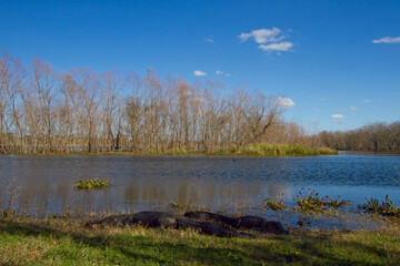 Alligators Resting by Water at Brazos Bend State Park in Winter