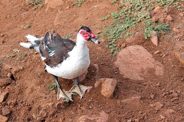 Egyptian goose with distinctive red facial markings standing on rocky red earth terrain in natural African habitat showing characteristic posture and coloring