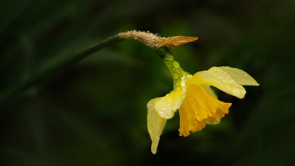 Close up shot of a one daffodil flower with dew drops against dark blurred dackground, banner for website.