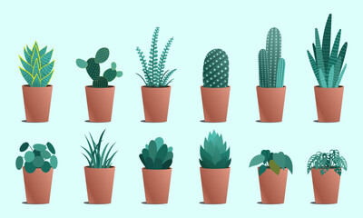 Indoor Plant and Cactus Collection in Terracotta Pots