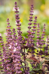 Ararat basil in full bloom with tall purple flower spikes in a summer garden. Aromatic and ornamental herb used in cooking, photographed in natural sunlight.