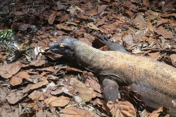 Komodo Dragon