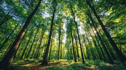 Fototapeta premium Lush forest canopy, sunlight filtering through tall trees