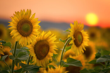 Obraz premium Beautiful sunset over sunflowers field