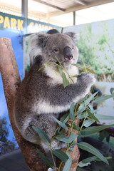 Koala eating eucalyptus