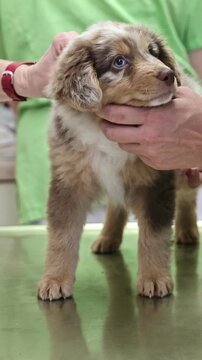 Enjoying a Delightful Puppy Visit at the Veterinarian Memorable Health CheckUp Moments