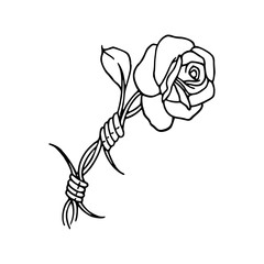 love and pain: rose with barbed wire
