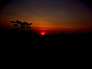 silhouette of a tree at sunset