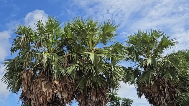 Asian palmyra palm tree vertical video on sky background