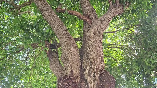 A majestic Asian water monitor lizard (Varanus salvator) climbing trees
