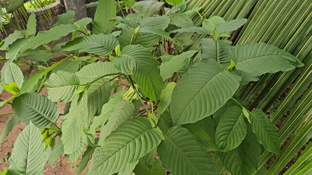 Kratom (Mitragyna speciosa) Mitragynine. Drugs and Narcotics.Kratom is Thai herbal which encourage health.