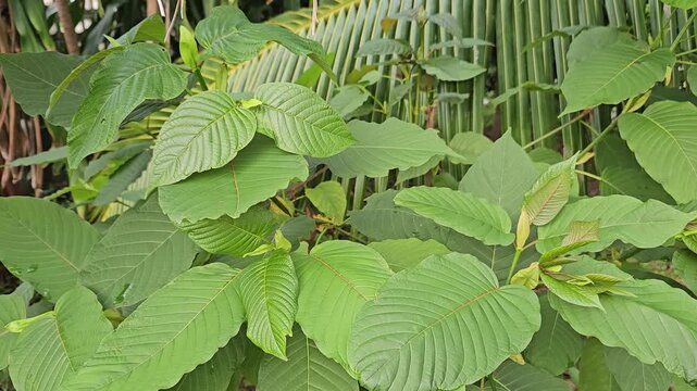 Kratom (Mitragyna speciosa) Mitragynine. Drugs and Narcotics.Kratom is Thai herbal which encourage health.
