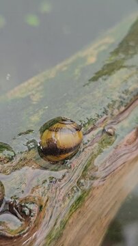 horned Nerite Snail (Clithon corona) on wood in freshwater aquarium. It is the single best snail in the aquarium hobby for eating algae and keep substrate clean.
