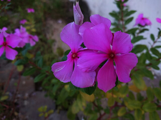 violet flower in the garden