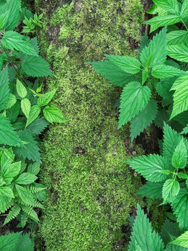 Close up of bright green moss growing on a wood surface in an overgrown forest, and around it grows the grass. Vertical pfoto
