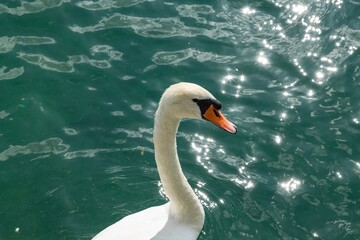 Close up swan on the waters of Lake Zurich. Outdoors, Switzerland, animal,