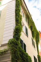 House facade covered with green climbing plants in Zurich's old town.
