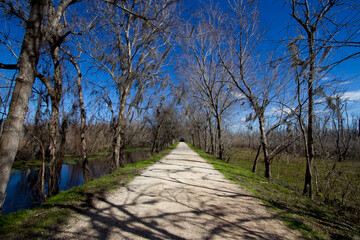 Tree-Lined Trail Through Winter Wetlands at Brazos Bend State Park