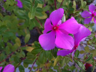 violet flowers in the garden