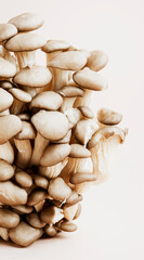minimalistic style oyster mushrooms on pale beige background