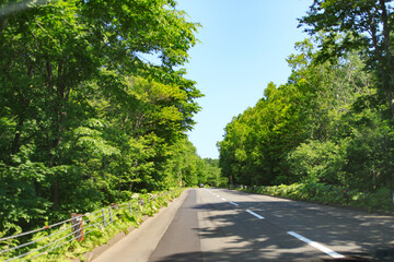 Serene Forest Road on a Sunny Day, Hokkaido, Japan
