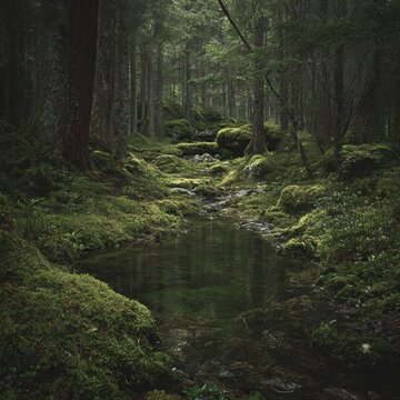 Serene Forest Scene with Lush Greenery and Tranquil Water Flow