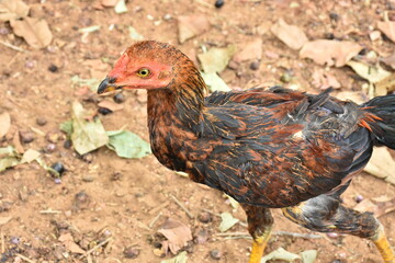 Close-Up of a Hen Feathers and Farm Charm
